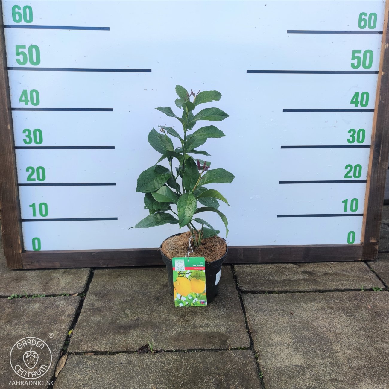 Obrázok Citrónovník (Citrus x limon) ´4-SEASON´ - výška 20-30 cm, kont. C2L